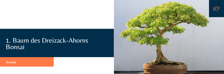 Baum des Dreizack-Ahorns Bonsai