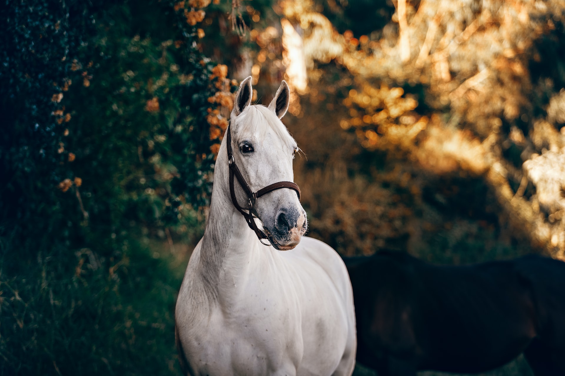 Teuerstes Pferd der Welt